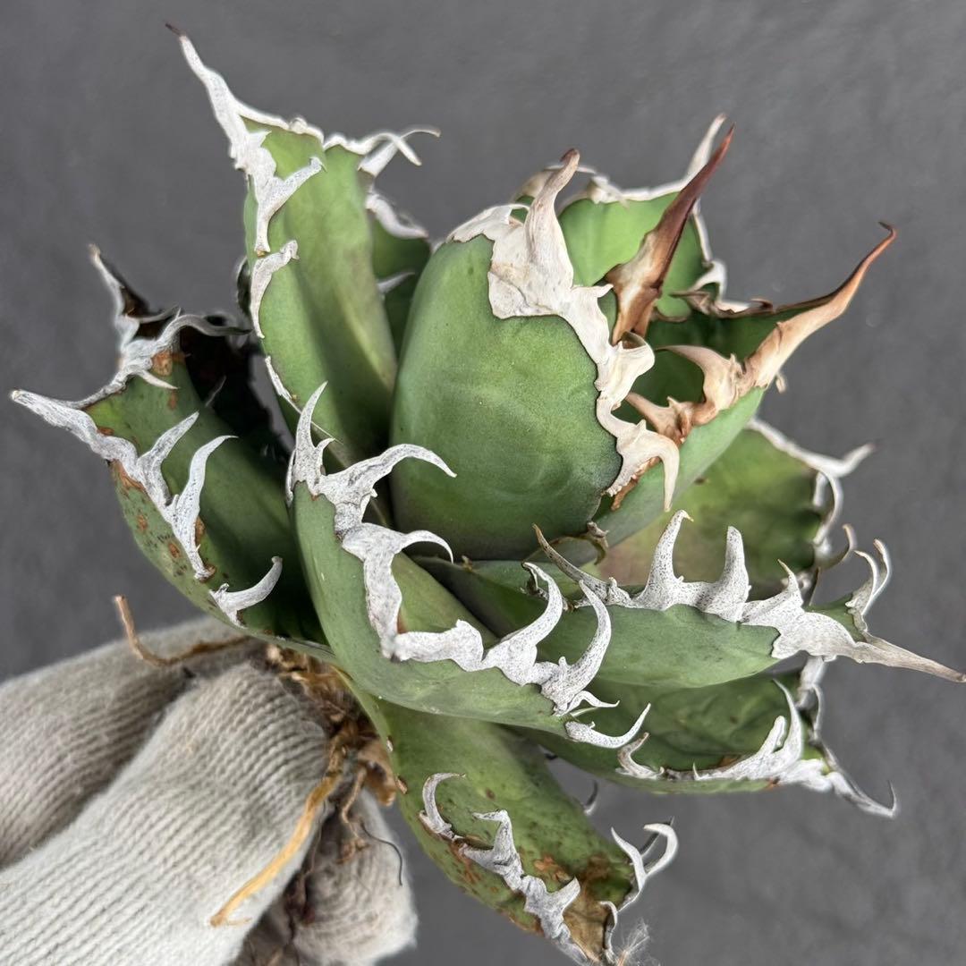 アガベ チタノタ “大株シーザー”】G.SAMURAI産/極上強刺/H-7 - メルカリ