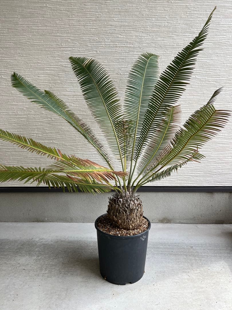 週末セール】ディオーン・エデュレ 特大株 / 極希少 ソテツ 1株のみ