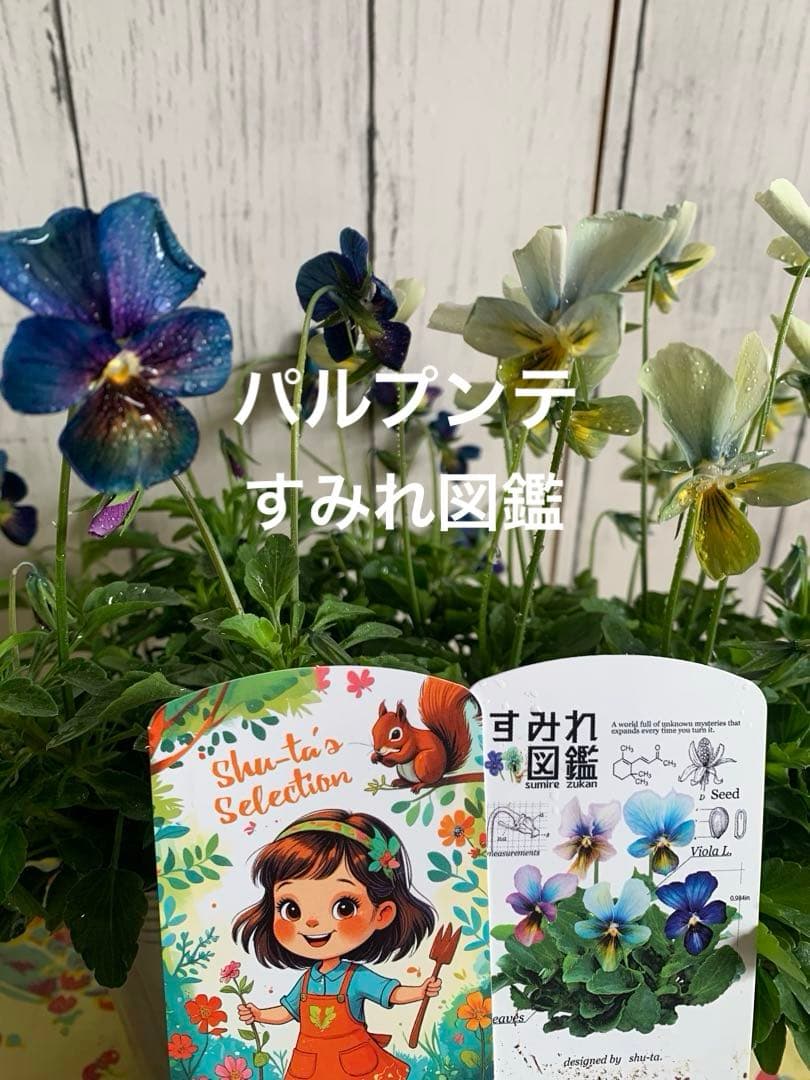 M*I様 パルプンテ　1苗 すみれ図鑑　1苗 shuta's selection M*I様 パルプンテ 1苗 すみれ図鑑 1苗 shuta's selection - メルカリ