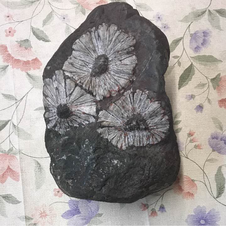 花の化石 生け花用剣山 ゴム付 七宝 つづみ型 二つ輪 90×50mm 鉛 花