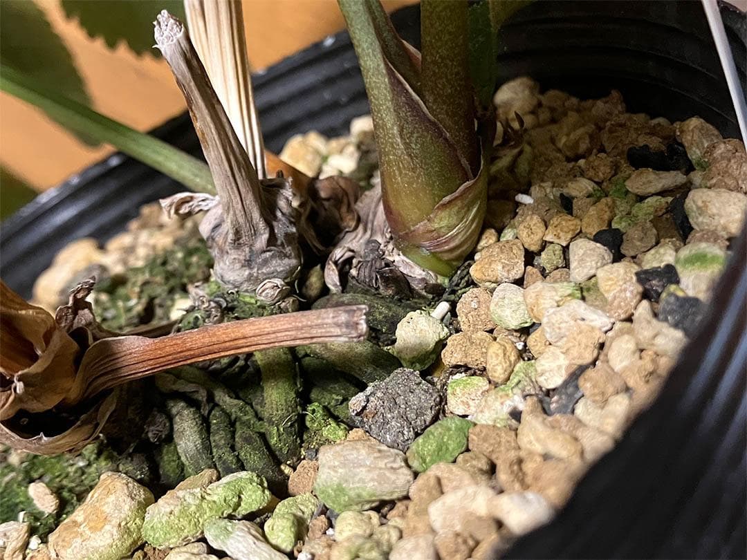 さつき様専用 クリスマスローズ dd キラメキ☆ 来季用 - メルカリ