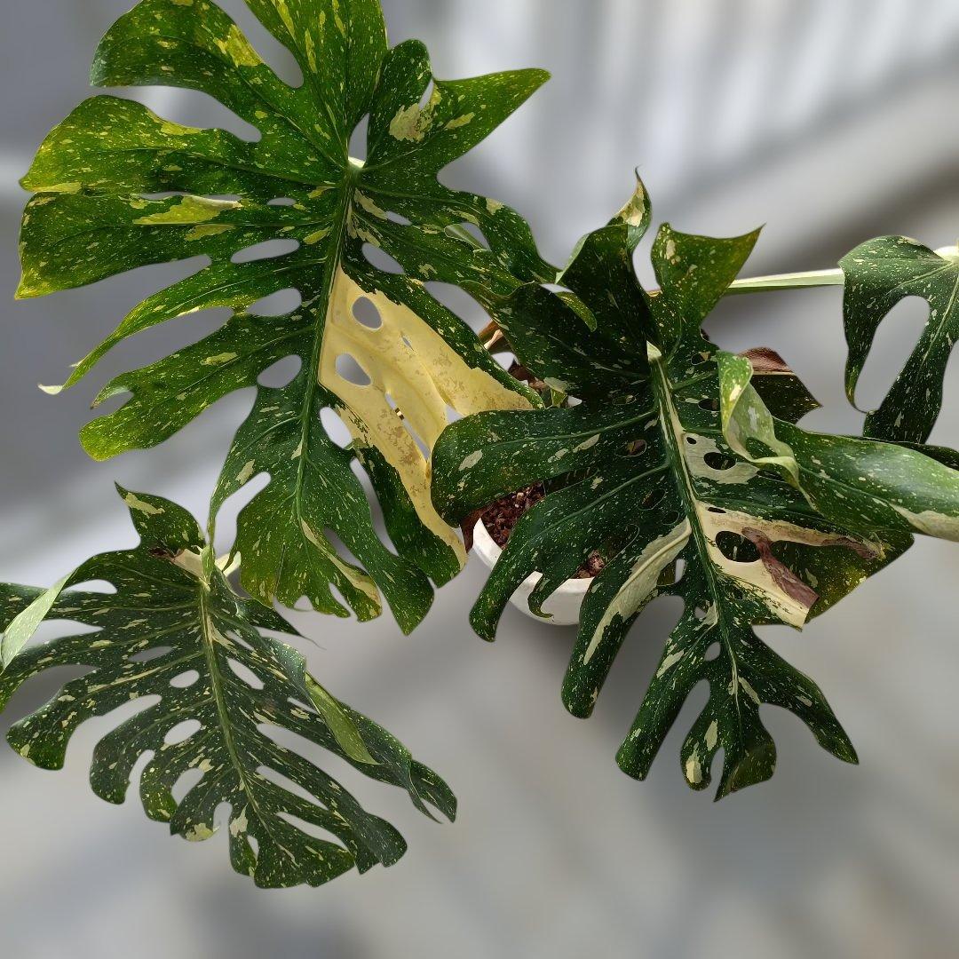 モンステライエローモンスターの鉢植え 園芸ネット本店｜モンステラ：イエローモンスター 5号鉢植え22-01 の