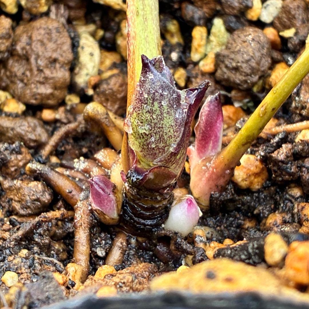 バ*カ様 ☘️逞しい株元☘️根充実❤️沢山新芽❤️3203⭐️極上⭐️【ダブル⭐
