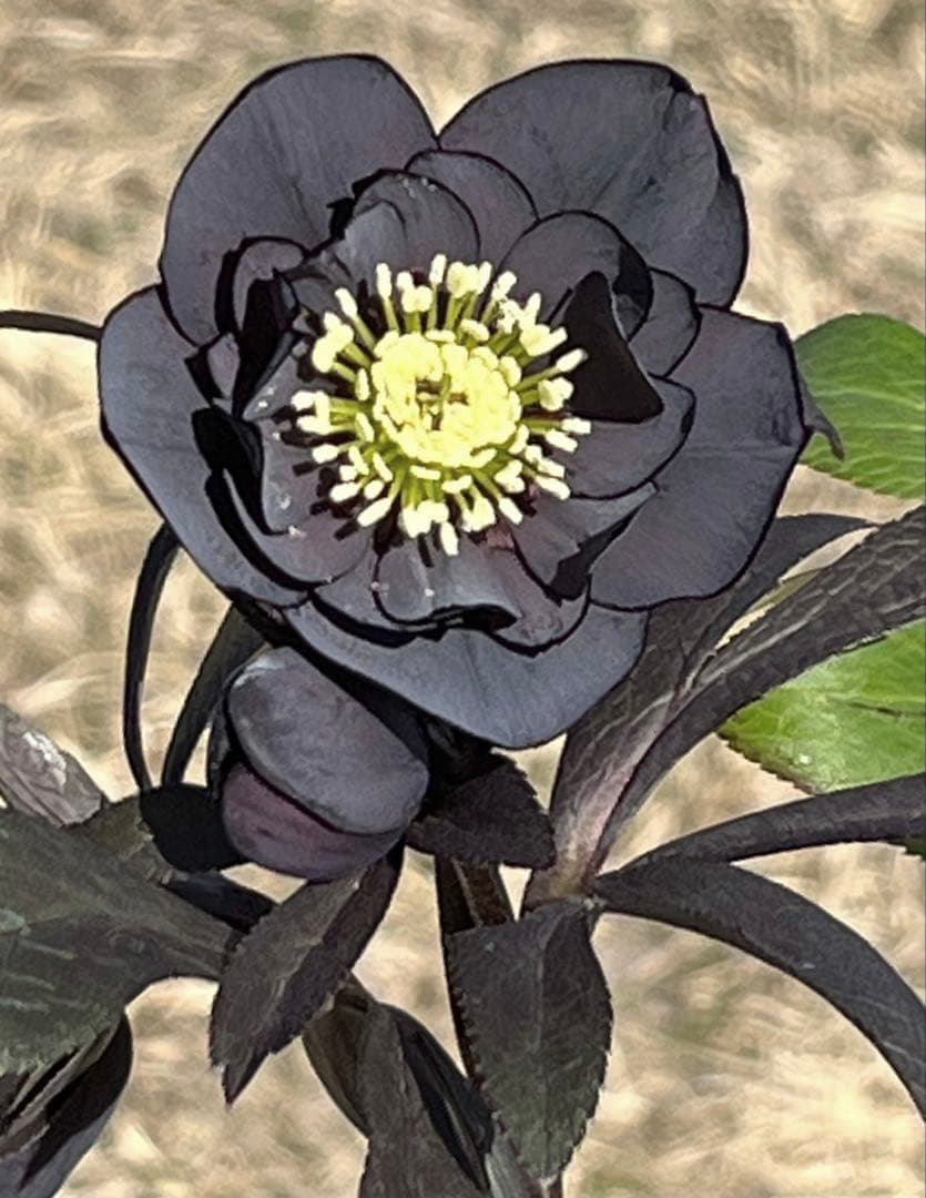 バ*カ様 ☘️逞しい株元☘️根充実❤️沢山新芽❤️3203⭐️極上⭐️【ダブル⭐