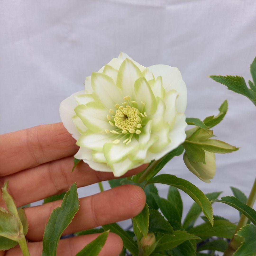 人気のグリーンリップ♪クリスマスローズ、苗、開花株 - メルカリ