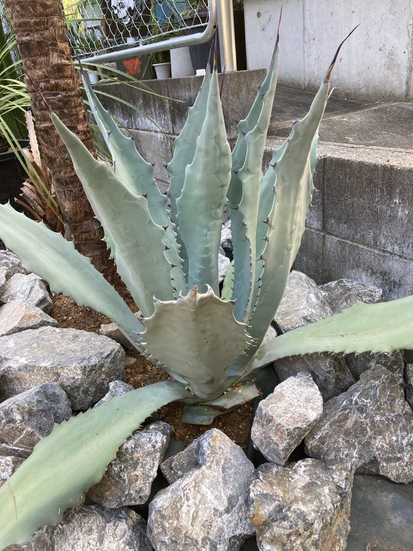 引き取り　割栗石400kg〜◇ロックガーデン　ドライガーデン　アガベみかも石 引き取り 割栗石400kg〜◇ロックガーデン ドライガーデン アガベみかも