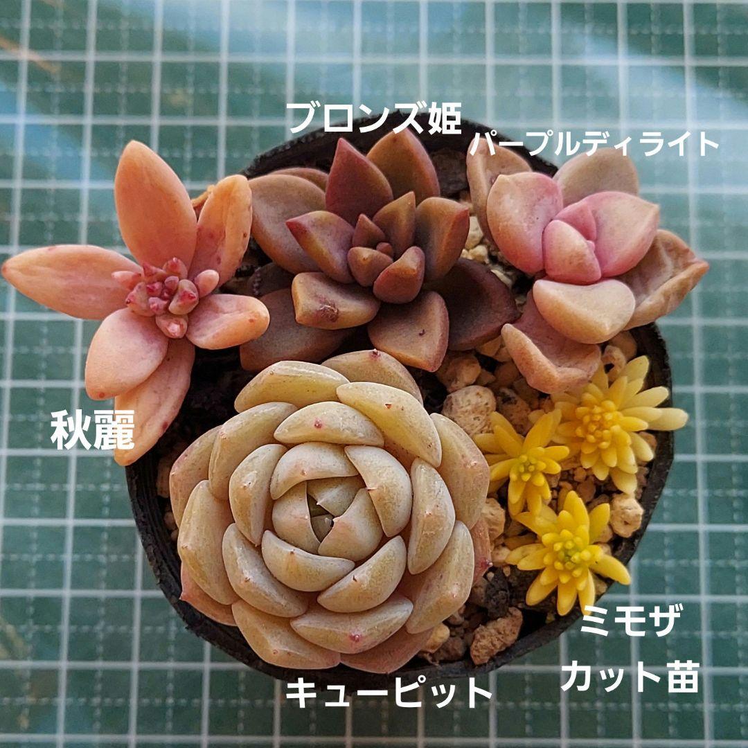 キューピット パープルディライト ブロンズ姫 秋麗 抜き苗 多肉 ミモザ