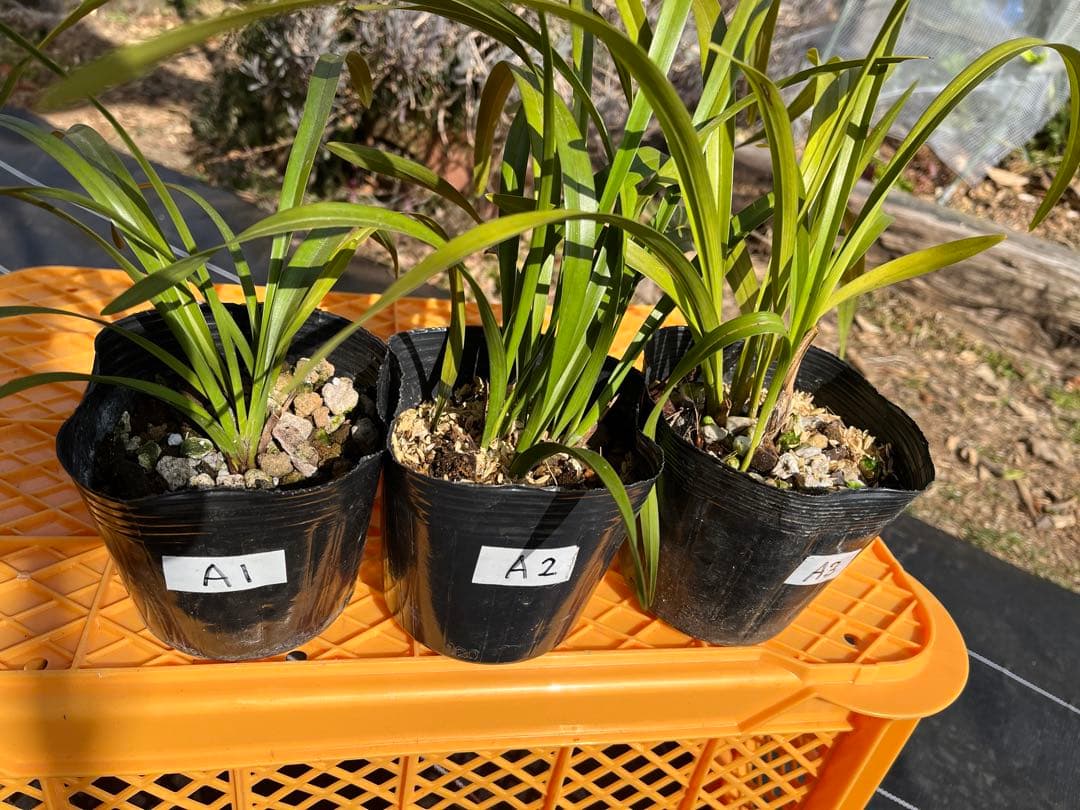 ⭐️キンリョウヘン３ポットＡセット　 新芽あり。（花芽か不明、花色→赤または黄） ⭐️キンリョウヘン3ポットAセット 新芽あり。（花芽か不明、花色