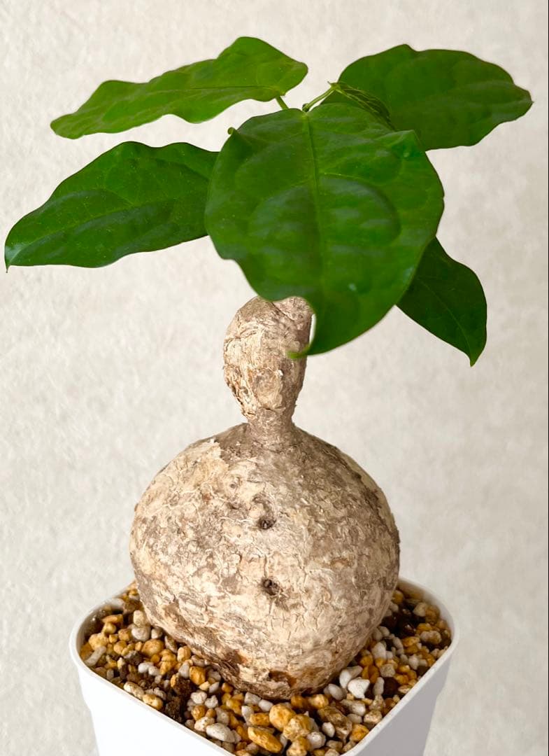 激レア/塊根植物】アデニア ペナンギアナ 鉢植え A-6 - メルカリ