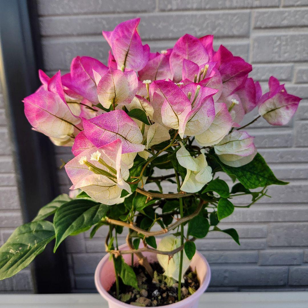 ブーゲンビリア ピンクレディ(ピンク＆白) 5号鉢植え - メルカリ