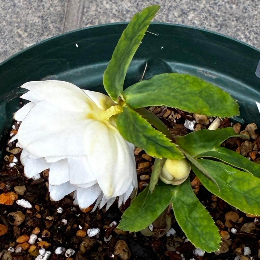 u*0様 3467☘️極上☘️花タグ付☘️強香⭐️かぐや姫⭐️フレグランスオーレ