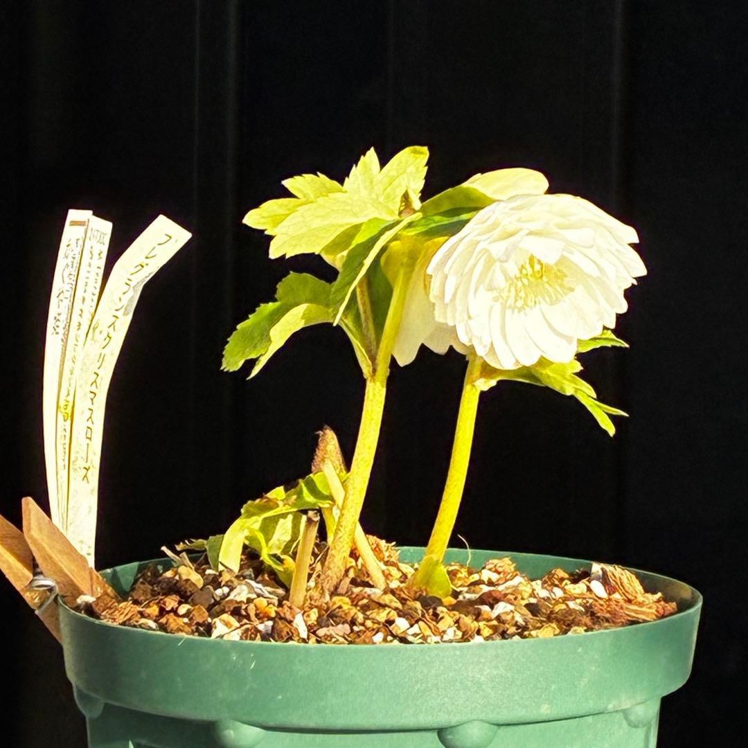 u*0様 3467☘️極上☘️花タグ付☘️強香⭐️かぐや姫⭐️フレグランスオーレ