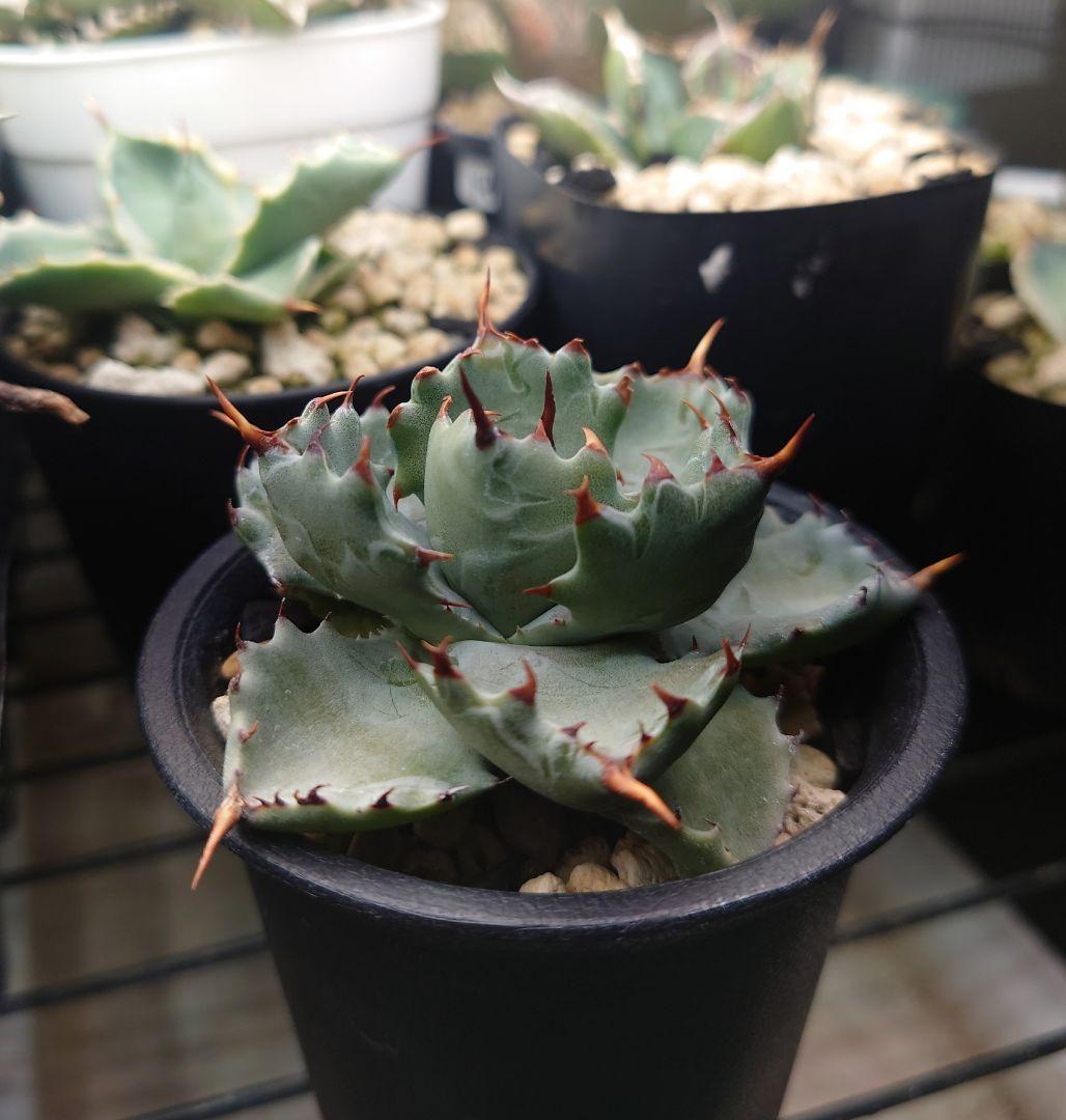 アガベ ハイブリッド 姫蠍蟹 子株 イシスメンシス - メルカリ