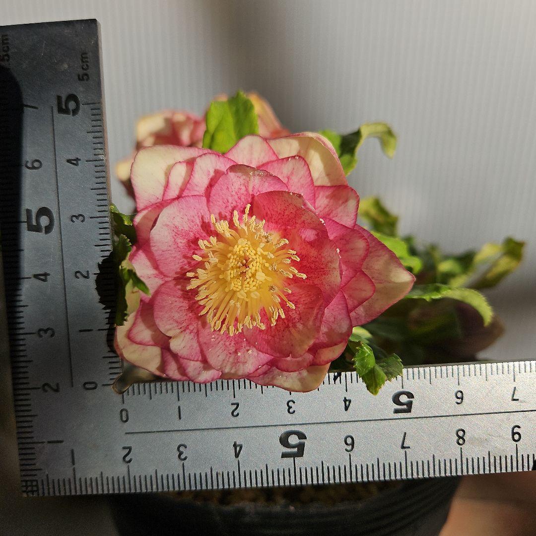 mirakojin様ご購入苗㉖-121～㉖-247