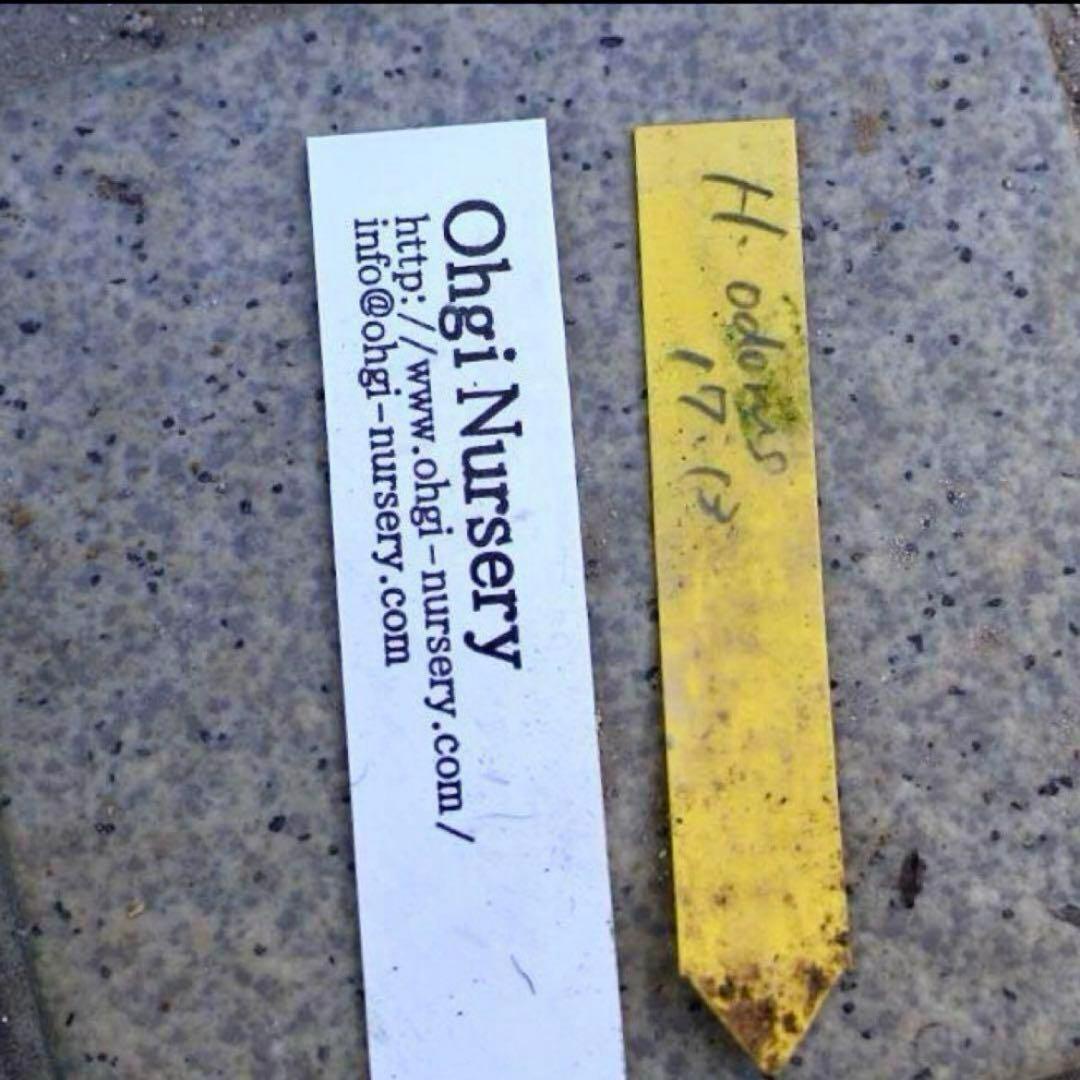 オ*ン様 ❤️根充実❤️沢山新芽❤️715❤️極上発色⭐️極上カップ⭐️【オドル