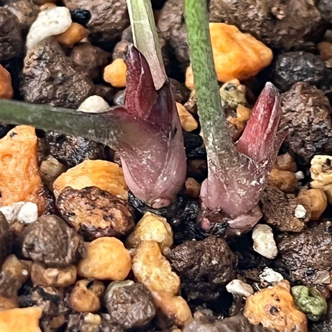 オ*ン様 ❤️根充実❤️沢山新芽❤️715❤️極上発色⭐️極上カップ⭐️【オドル