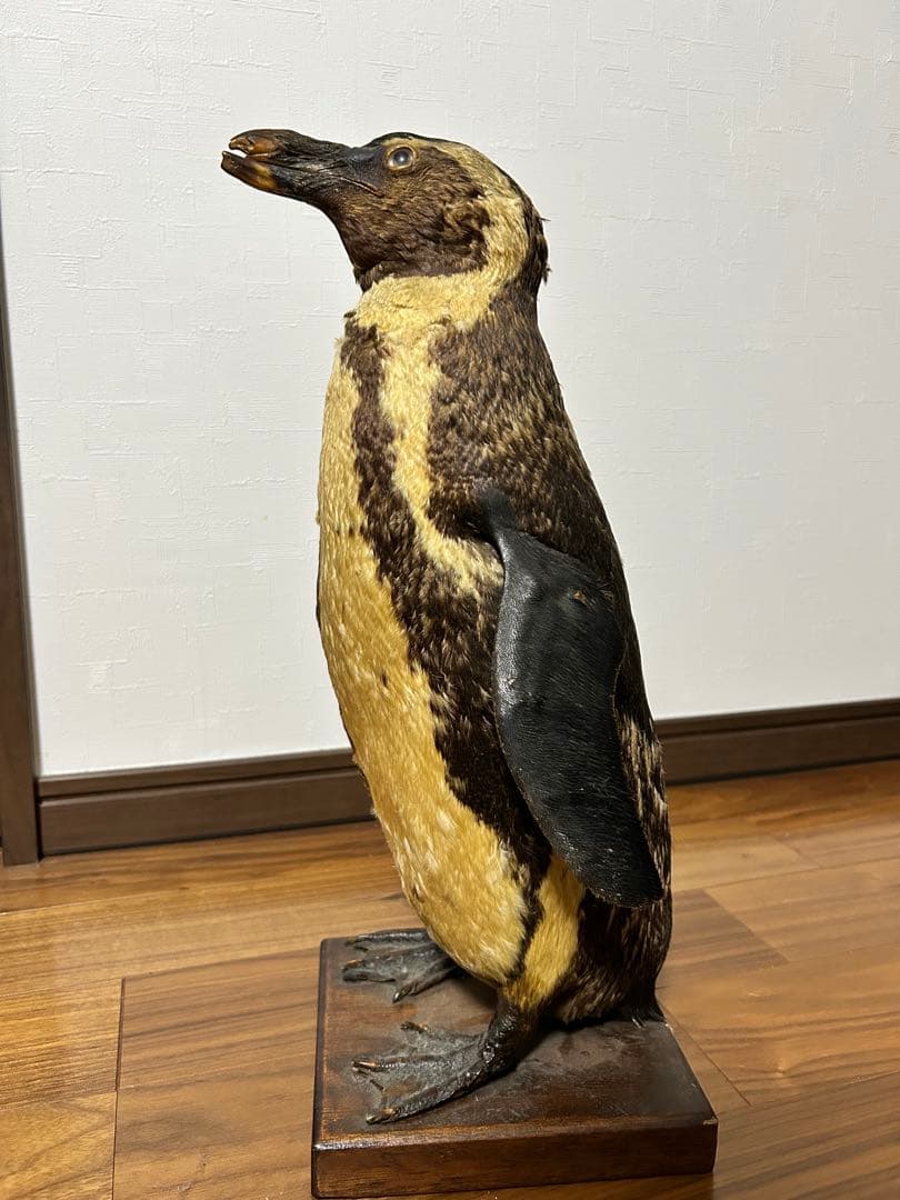 フンボルトペンギン剥製　国際希少野生動物種登録票付き フンボルトペンギン剥製 国際希少野生動物種登録票付き どうぶつ園の