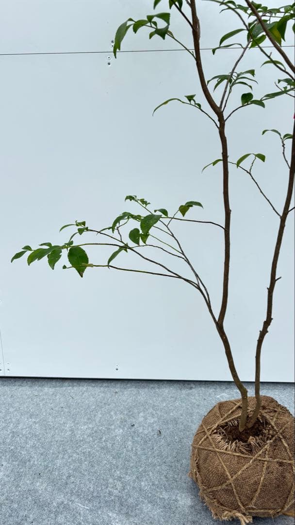 自然な樹形が美しい 山採りの ヒサカキ 646 樹高1.4m位 ヒメサカキ 姫