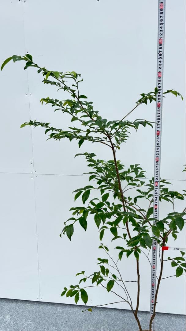 自然な樹形が美しい 山採りの ヒサカキ 646 樹高1.4m位 ヒメサカキ 姫