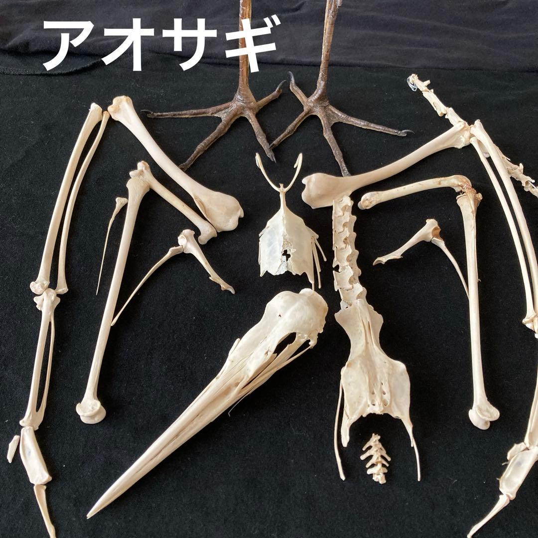 アオサギ全身骨格標本 足標本 骨標本 - メルカリ