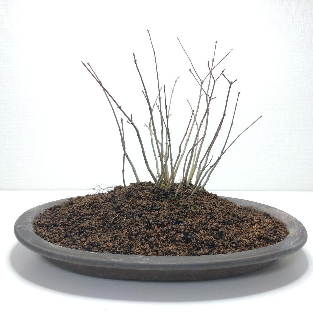 寒樹紅葉（イロハモミジ）盆栽 SG013 寒樹紅葉（イロハモミジ）盆栽 SG013