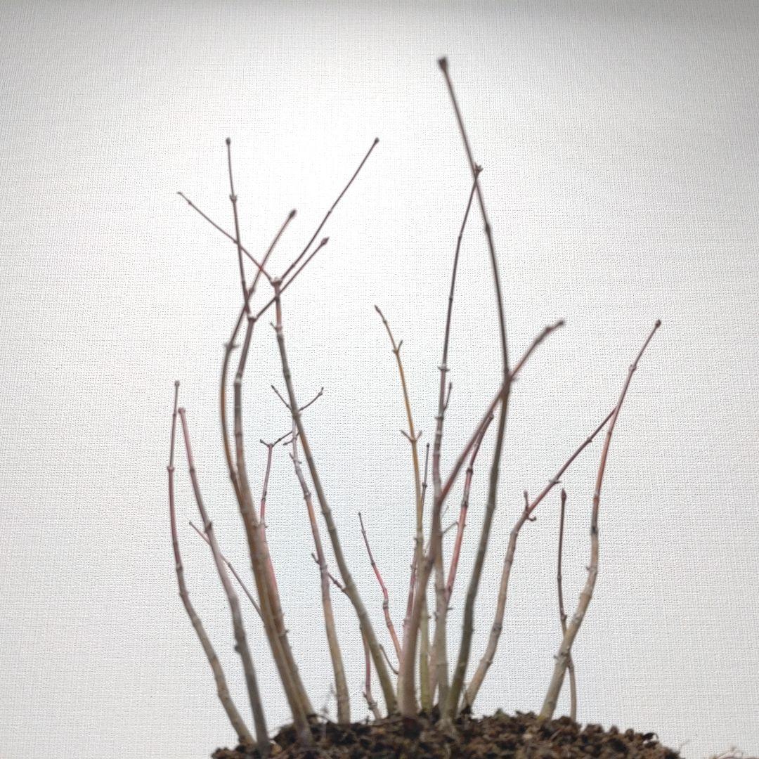 寒樹紅葉（イロハモミジ）盆栽 SG013