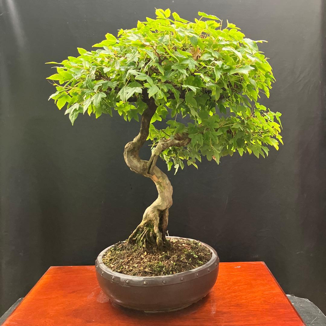 楓 盆栽 カエデ寄せ植え 綺麗に紅葉するかな？ #bonsai #tridentmaple #盆栽