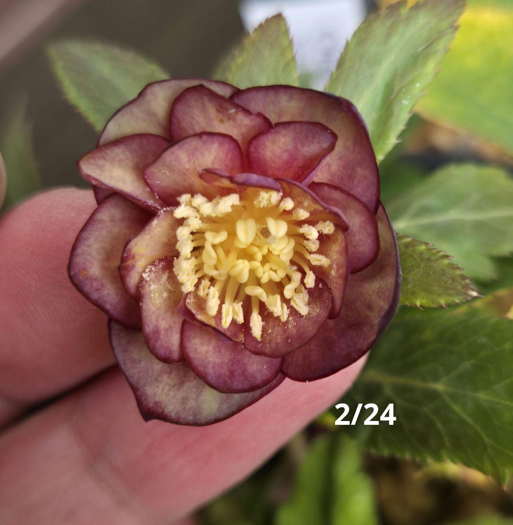 未株分 ブラウンミスティークdd クリスマスローズ 大木ナーセリー