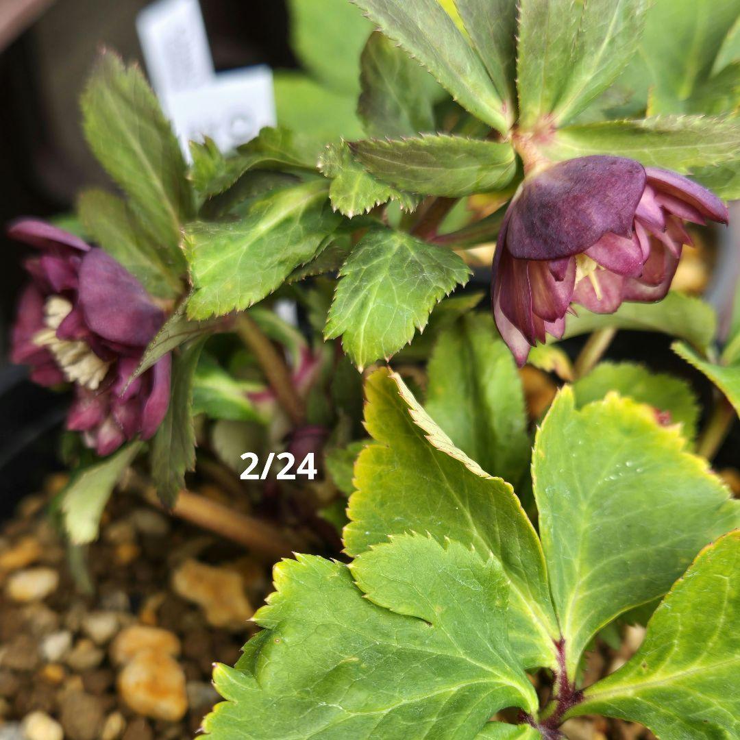 未株分 ブラウンミスティークdd クリスマスローズ 大木ナーセリー