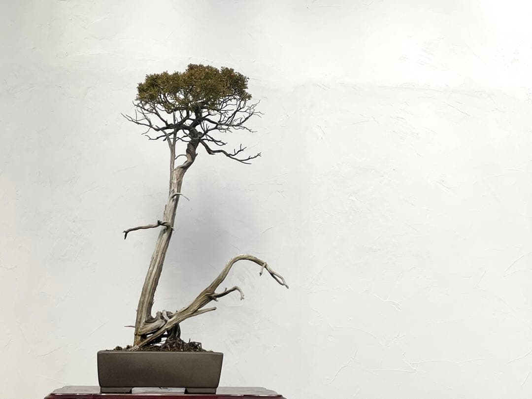 三河盆栽　山木　シンパク　盆栽 シンパク 【盆栽 3号】｜ 【植物のITANSE】全品送料無料・即出荷!