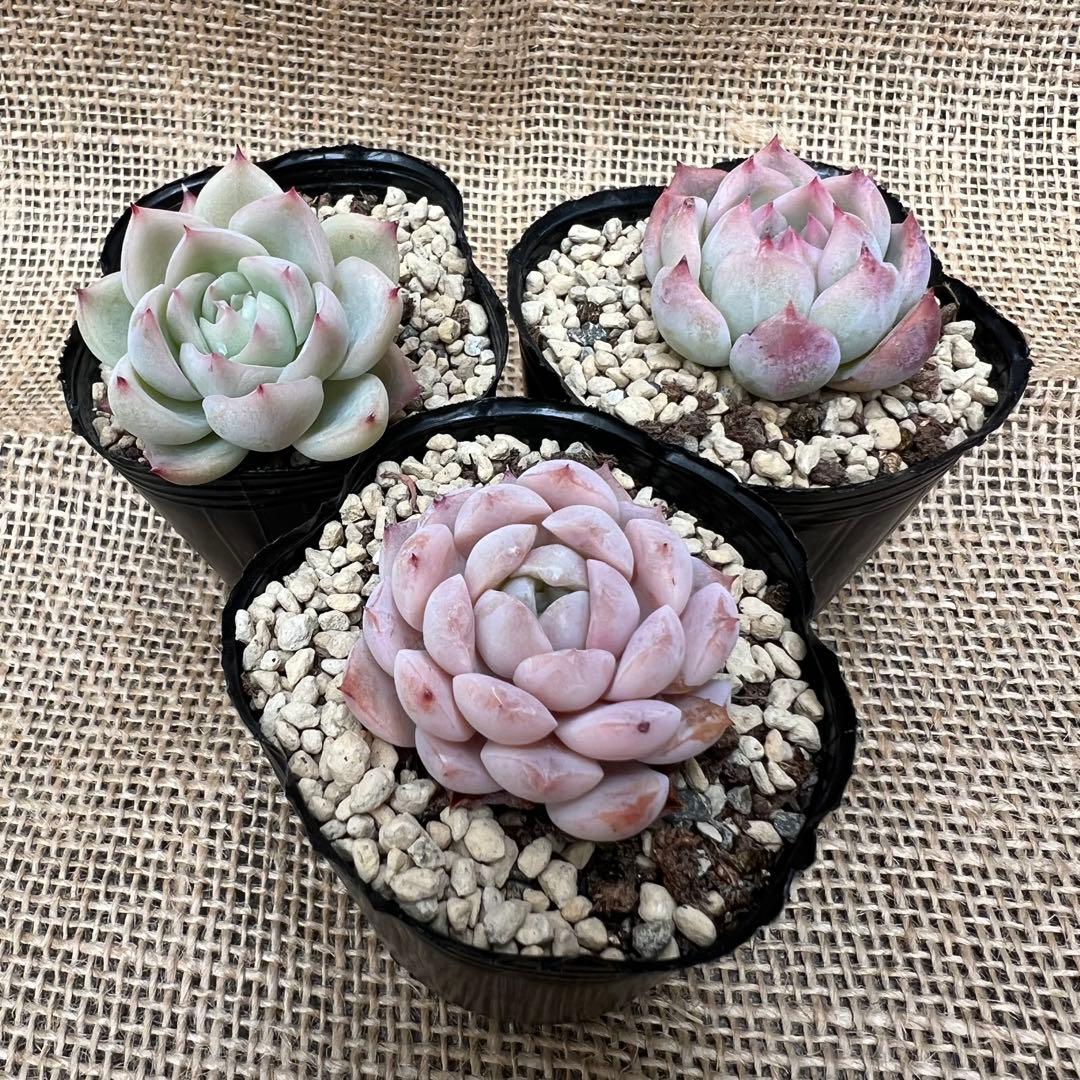 キャラリアン ピンククリスタル アメイジンググレイス 多肉植物 抜き苗