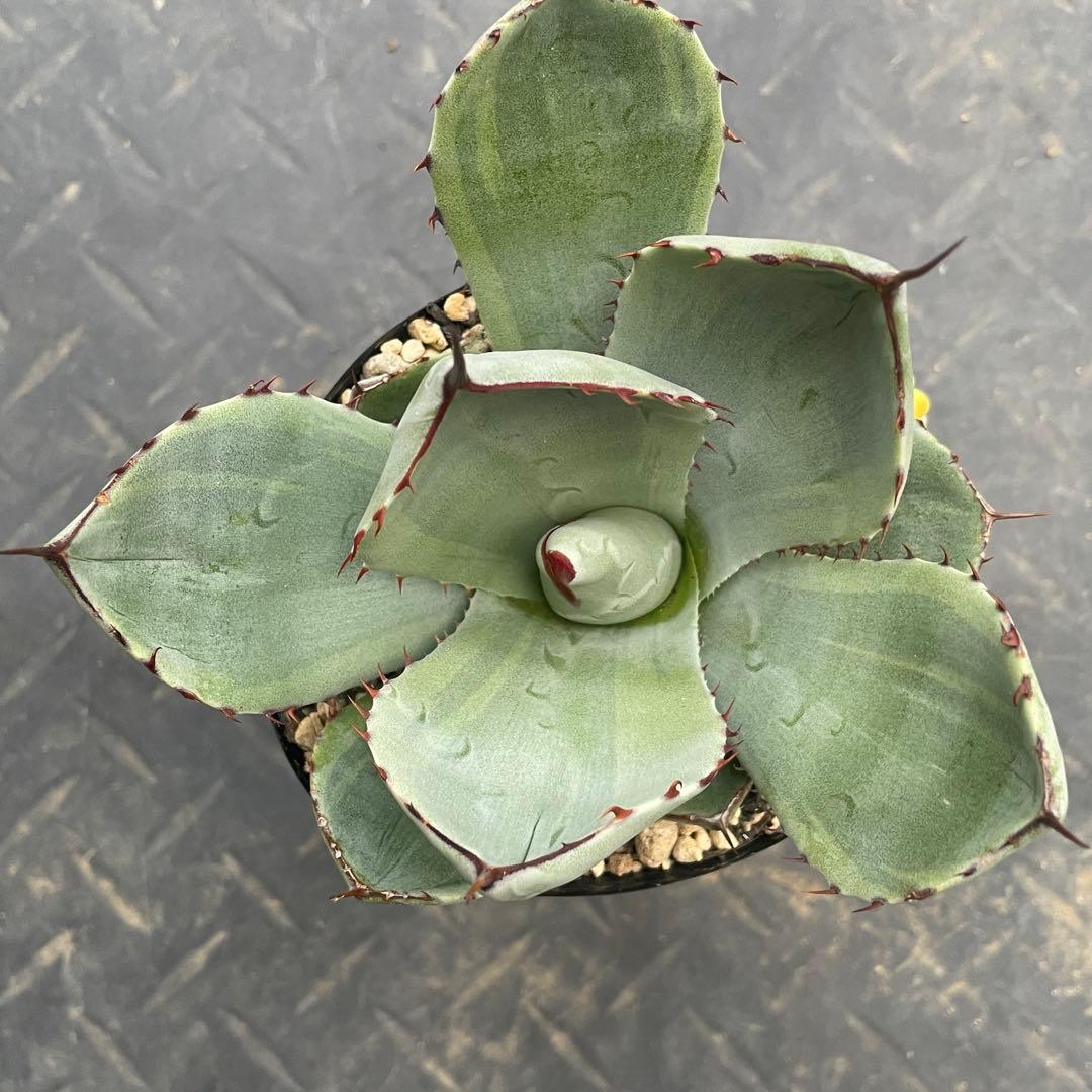 アガベ トランカータ錦 トリカラー ① 斑入り 墨斑 淡斑 - メルカリ