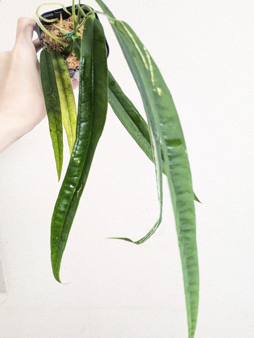 Anthurium lutheri　アンスリウム　原種　ルテリー 原種系のアンスリウム | オザキフラワーパーク | オザキフラワーパーク