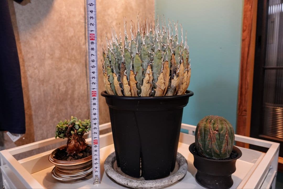 K*G様 【7号XXXLサイズ】発根屋史上最大級・最高のエボリスピナ・発根済の陽