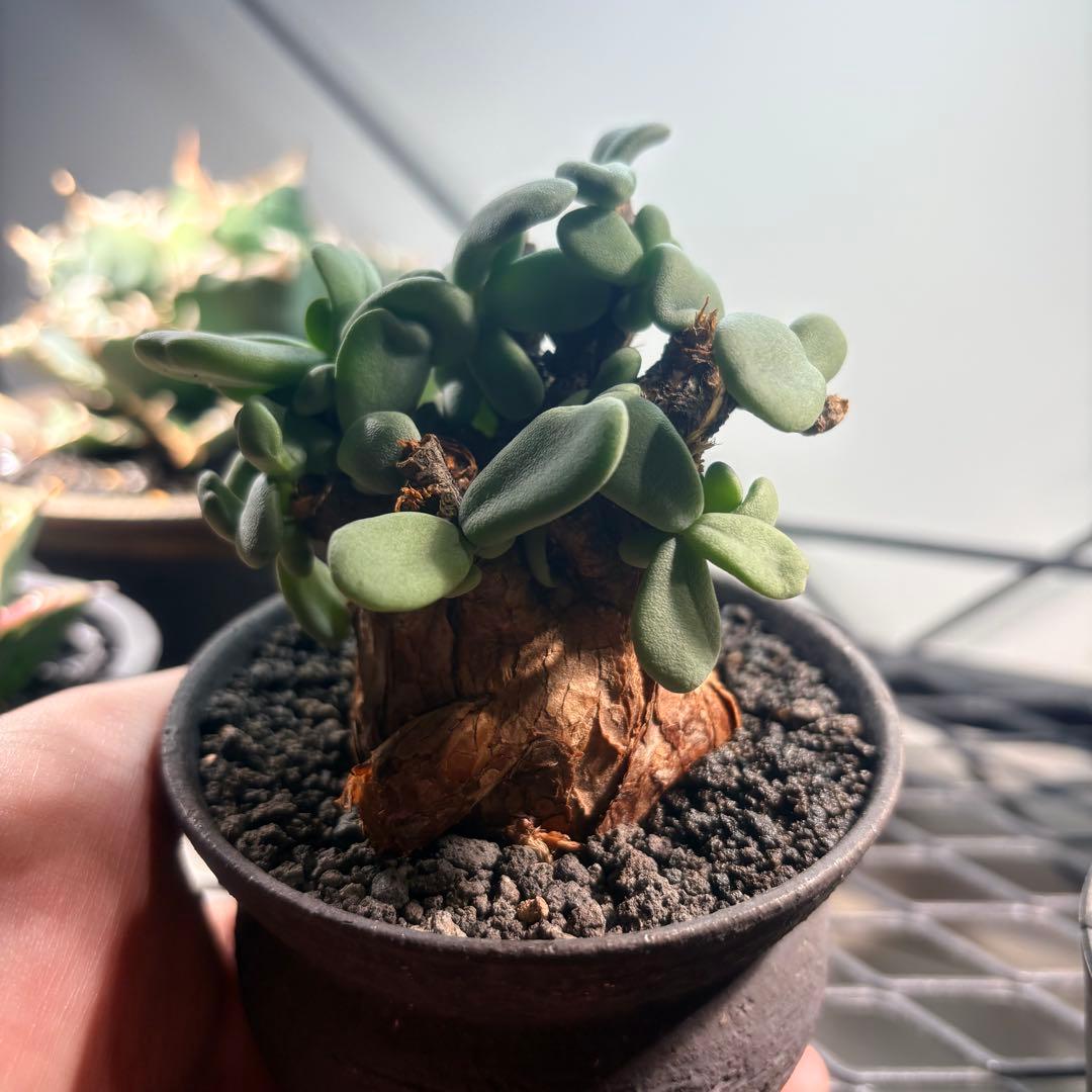 ケラリア ピグマエア ベアルート 現地球 発根済 鉢込 現地株 美株 かみ