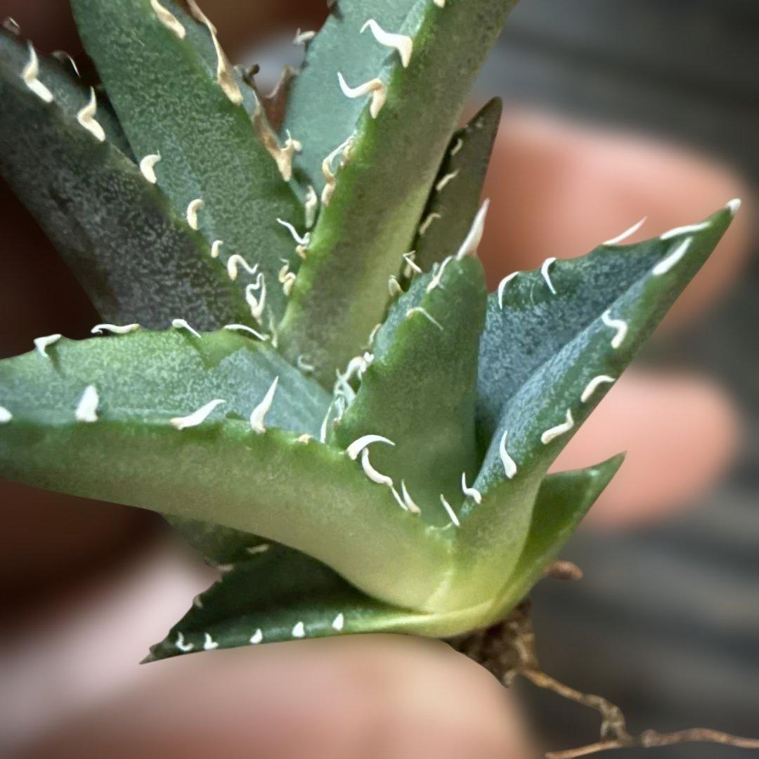 H 3株セット アガベ 青葉 オテロイ実生 選抜 チタノタ オアハカ - メルカリ