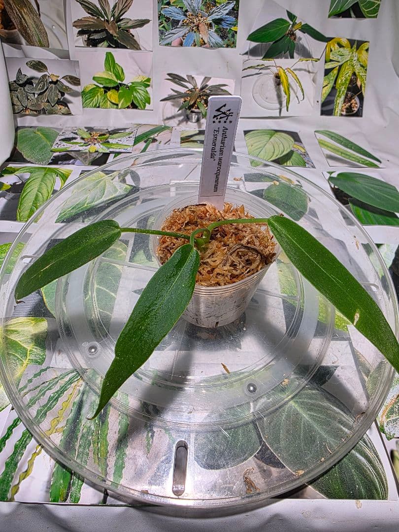 熱帯植物 ‼️無地‼️ アンスリウム ワロクアーナム