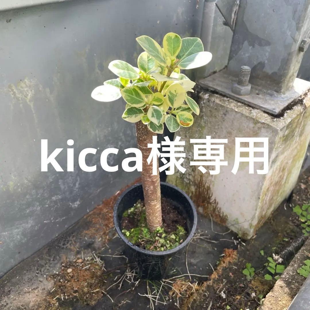 パンダガジュマル 斑入り 3.5号 約30センチ - メルカリ