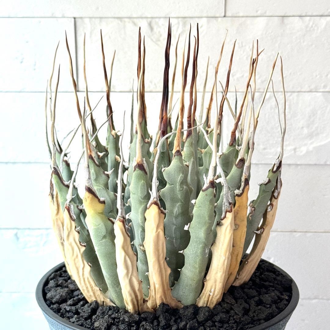 EB11 アガベ ユタエンシス エボリスピナ 陽炎 発根済 - メルカリ