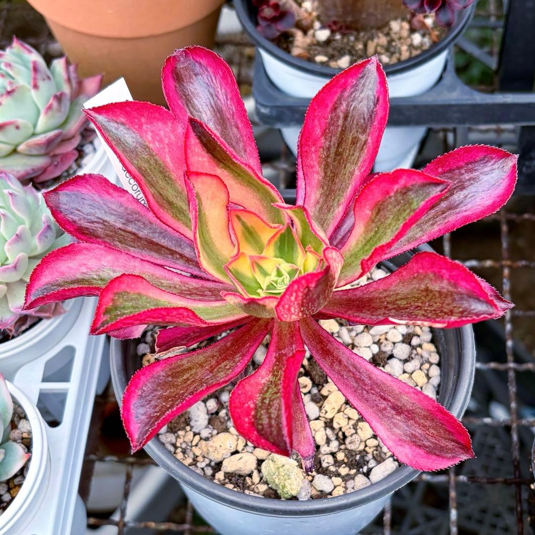 特売‼️多肉植物アエオニウム錦 人気 ゴースト 魅影 抜き苗 大苗