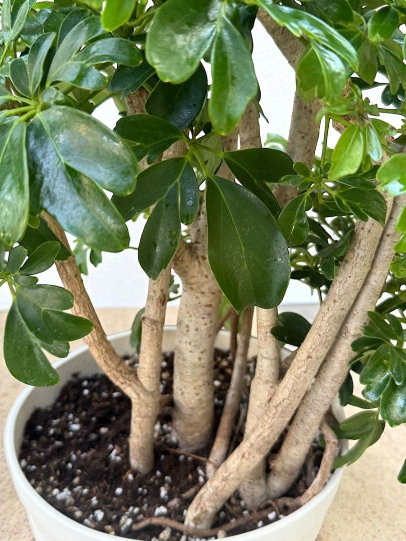 シェフレラ レナータ♪ 太幹 117cm ボリューム感あるフォルム♪ - メルカリ